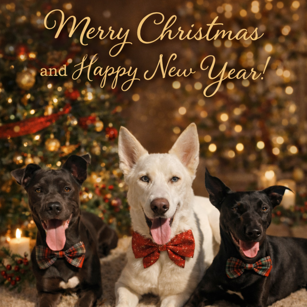 Merry Christmas and Happy New Years. 2025. Dogs in the middle of the frame. a grey-ish black American Staffordshire, a white Husky German Shepard mix with blue eyes, black Lab/Doberman mix. 